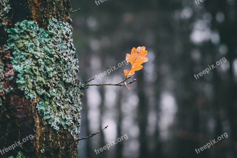 Autumn Leaf Nature Fall Foliage Leaves