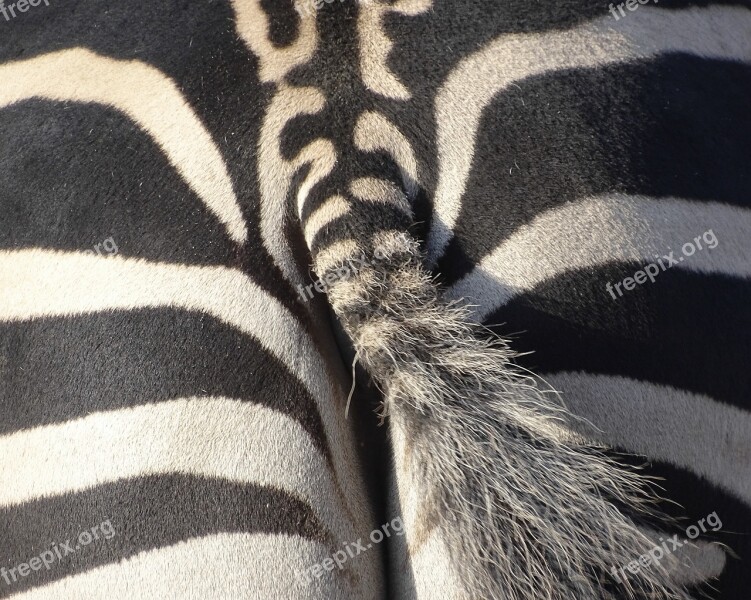 Zebra Animal Mammal Zoo Striped