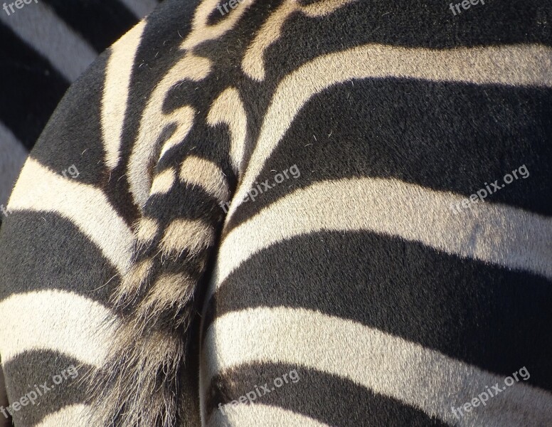 Zebra Animal Striped Zoo Wild