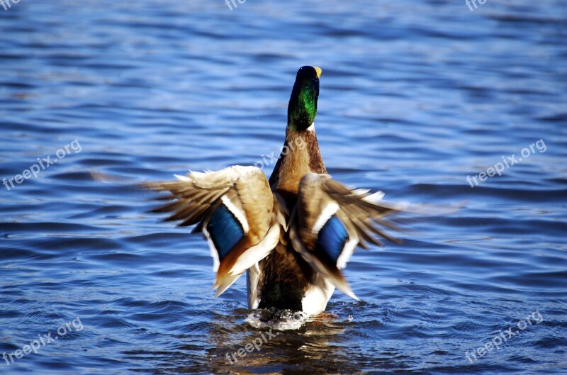 Duck Mallard Drake Water Bird Straighten