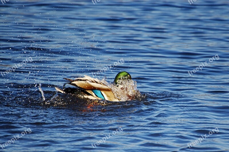 Duck Mallard Drake Water Bird Appear