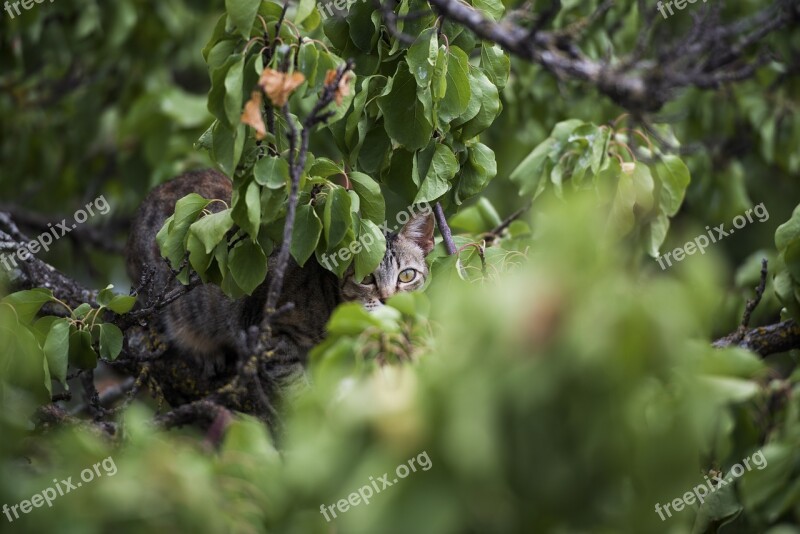 Cat Tree Green Leaves Hide