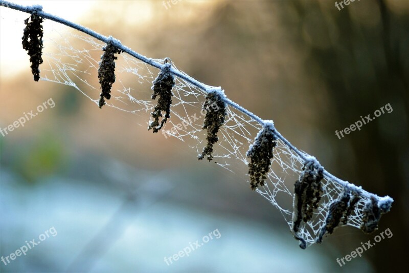 Frost Icy Cobweb Landscape Bush