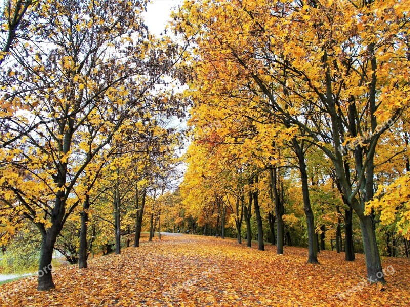 Autumn Foliage Tree Autumn Gold Free Photos