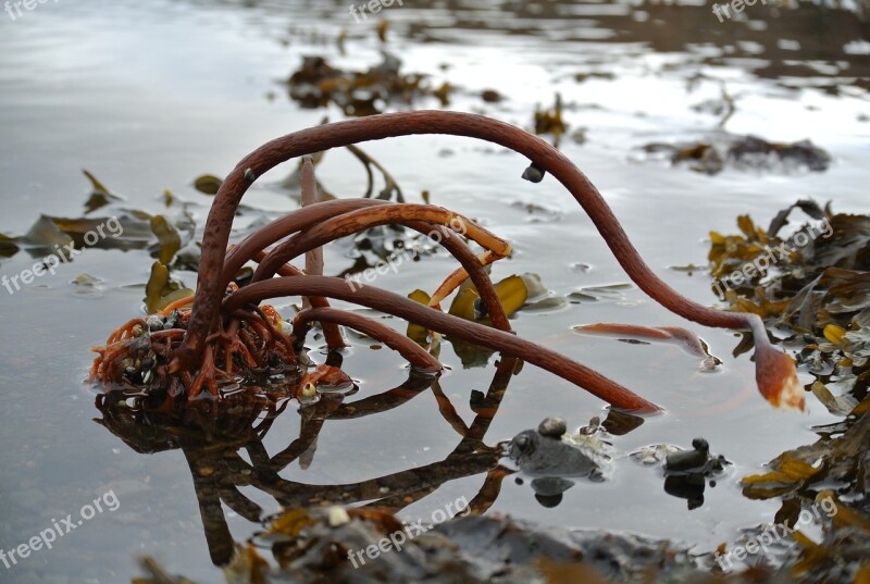 Sea Train Algae Iceland Nature