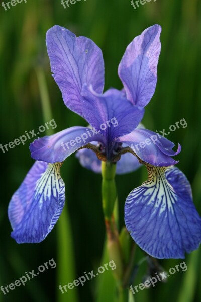 Flower Iris Blue Free Photos