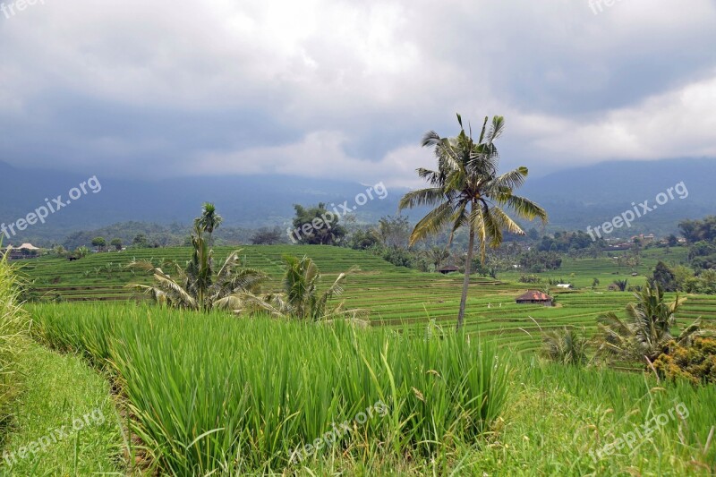 Bali Indonesia Travel Rice Terraces Panorama