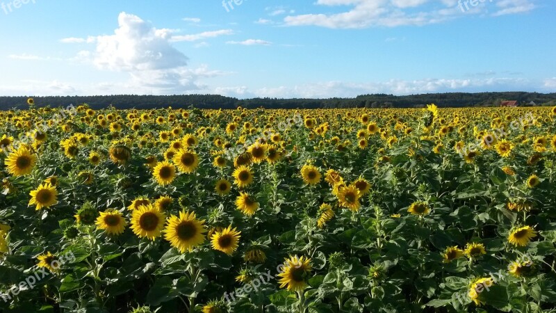 Sunflower Field Sunflower Flowers Landscape Plant