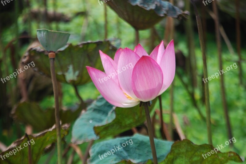 Eructate End Of Season Lotus Throat Watering The Plants