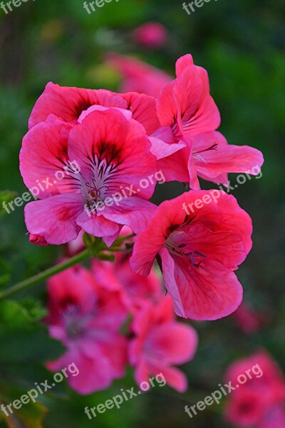 Pink Flowers Garden Thinking Nature Colors