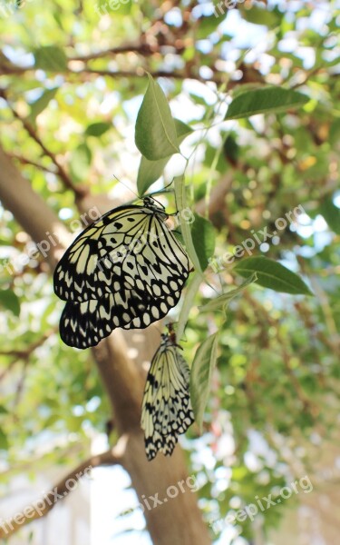 Butterfly Nature Animals Insect Wings