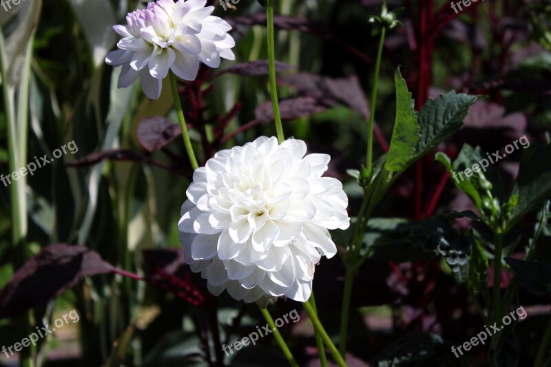 Botanical Dahlia Dalia Flower White