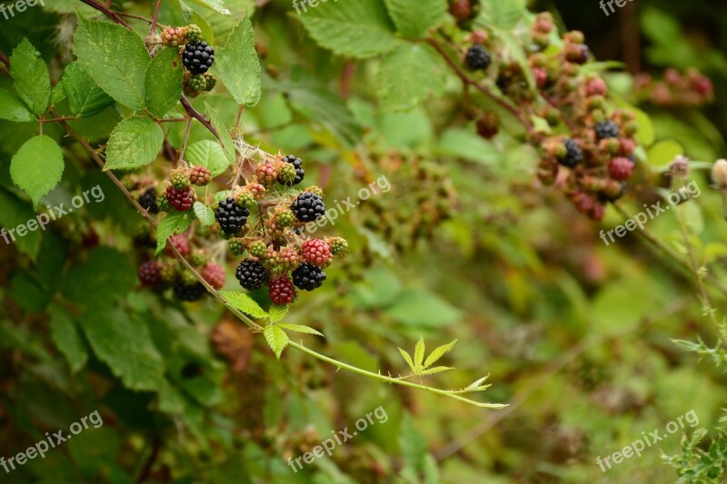 Blackberries Berry Summer Vine Fruit