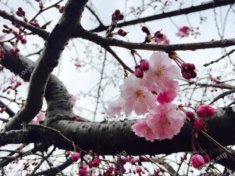 Cherry Blossoms Pink Spring Free Photos