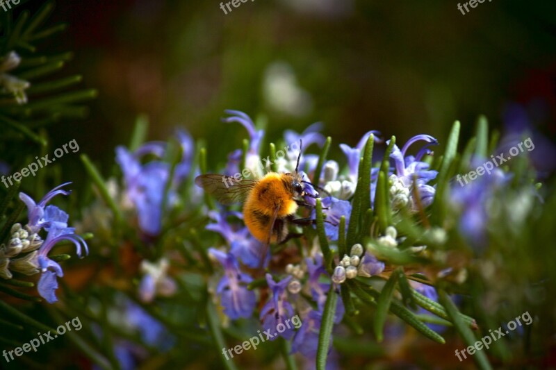 Bee Nature Flowers Nourishment Prato