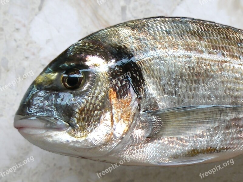 Fish Fishing Bream Traditional Fishing Sea Bream