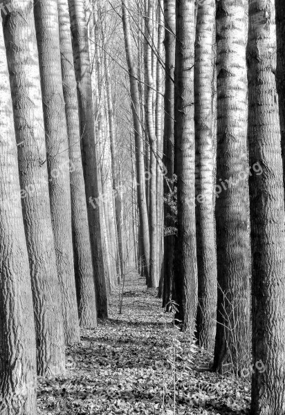 Wood Forest Avenue Nature Moss