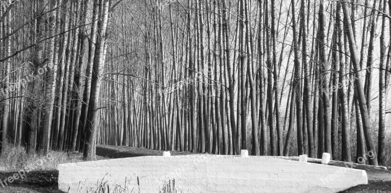 Wood Promo Bridge Autumn Nature