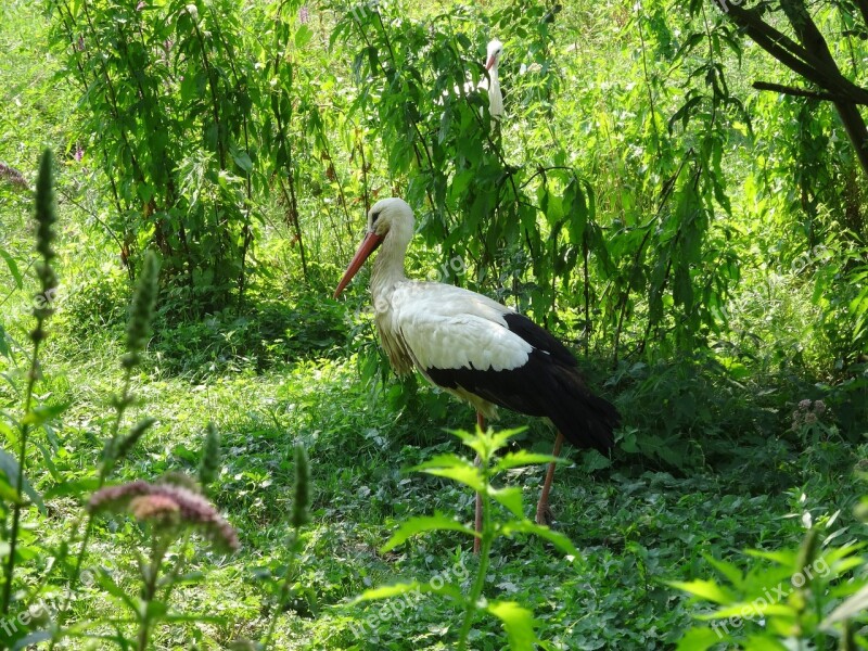 Cicogne Nature Animal Park Bird Animals