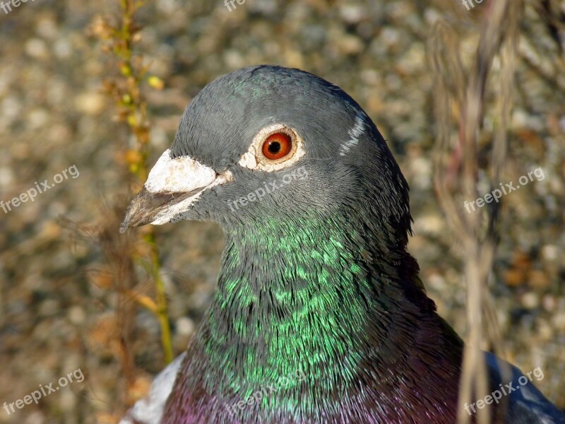 Bird Dove Ornithology Nature Head