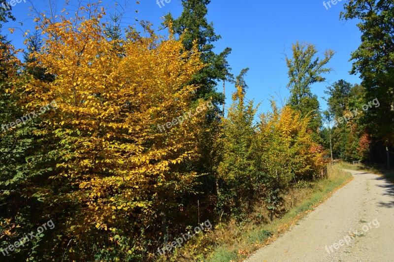 Forest Autumn Colors Foliage Wood