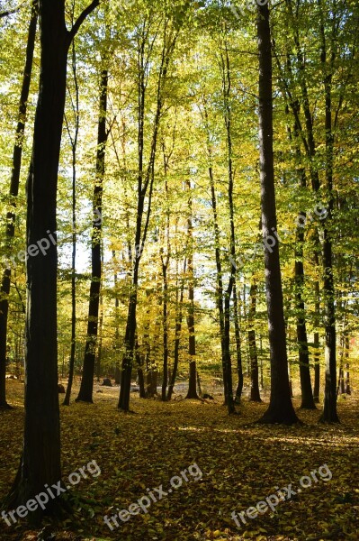 Forest Autumn Colors Foliage Wood