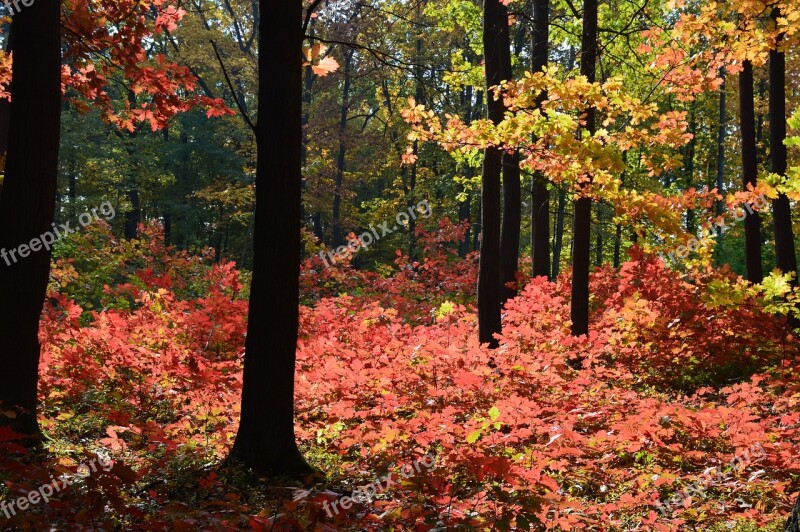 Forest Autumn Colors Foliage Wood