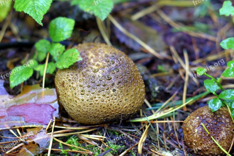 Fuzz-ball Mushroom Forest Fleece Nature