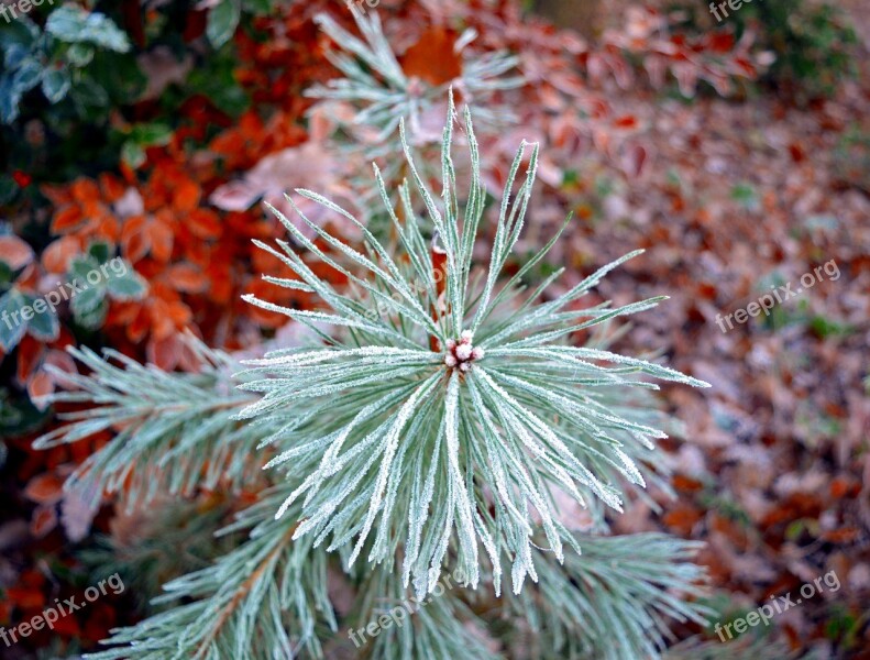 Conifer Pine Nature Pine Branch Frost