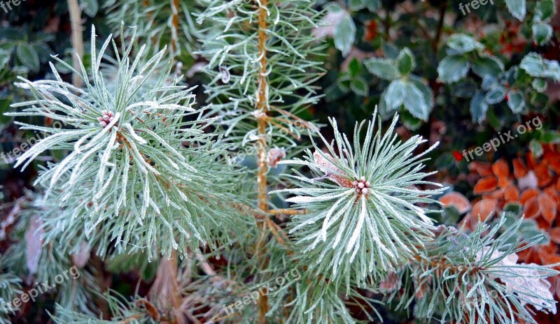 Conifer Pine Nature Pine Branch Branch