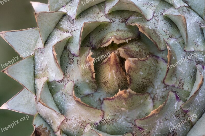 Thistle Vegetables Artichoke Macro Tips