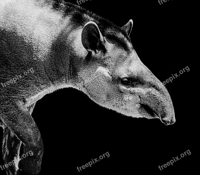 Tapir Black White Animal Wildlife