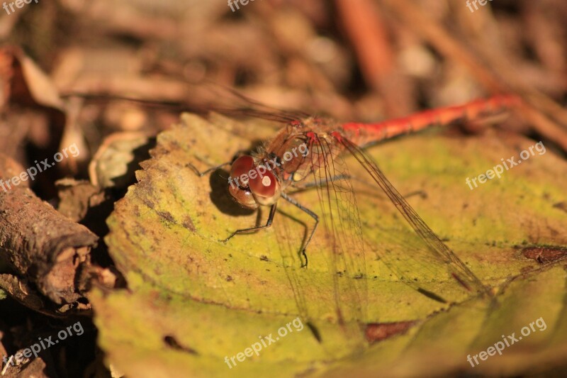 Dragonfly Insect Nature Red Dragonfly Close Up