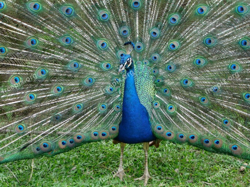 Peacock Animal Bird Feathers Blue