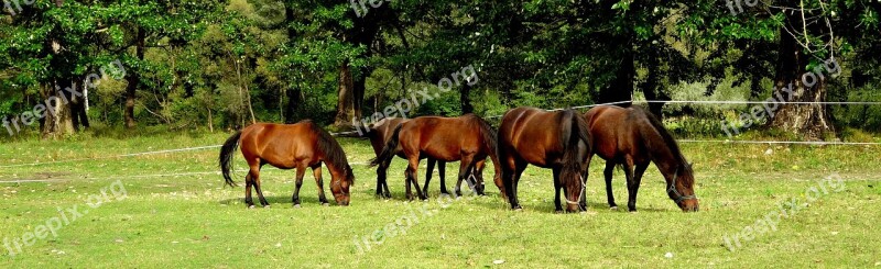 Horses Herd Nature Meadow Animal