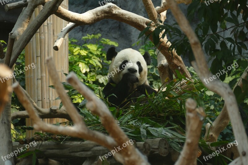 Panda Bear Head Drawing Mammal Black And White