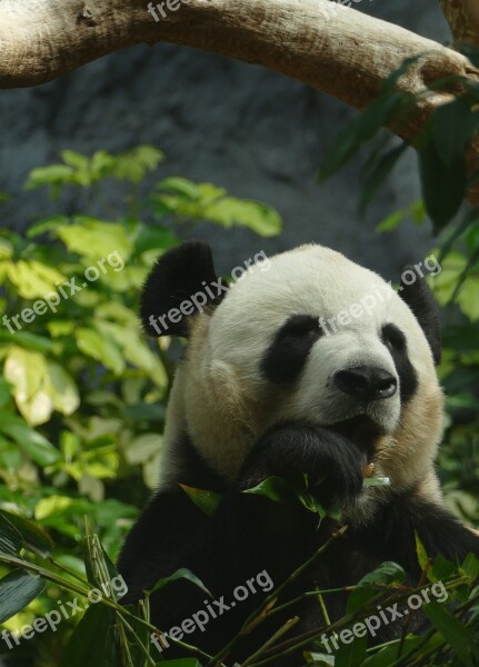 Panda Bear Head Drawing Mammal Black And White