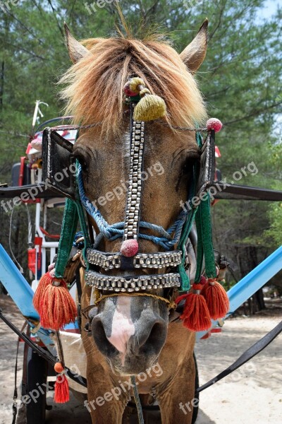 Indonesia Travel Gili Islands Horse Coach