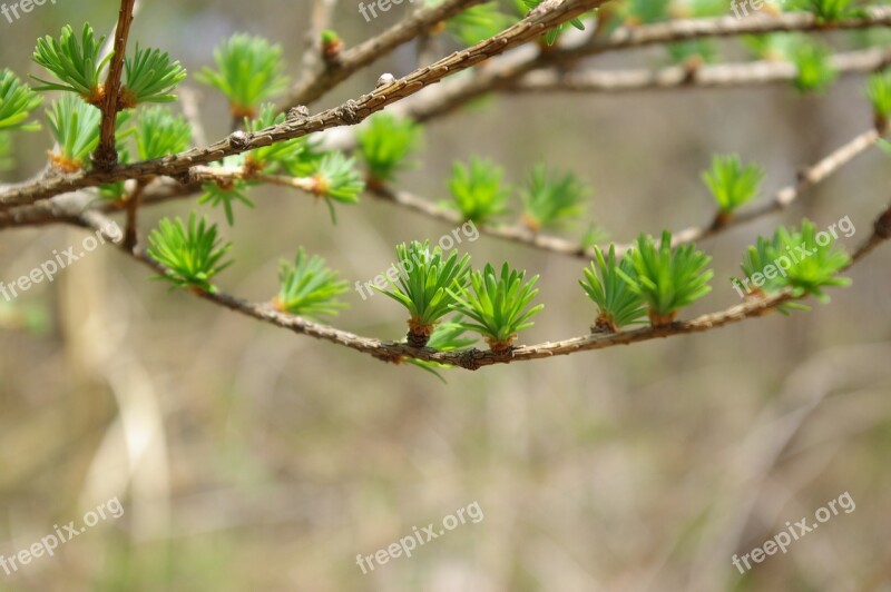 Taxodium A New Leaf Spring Bud The Leaves