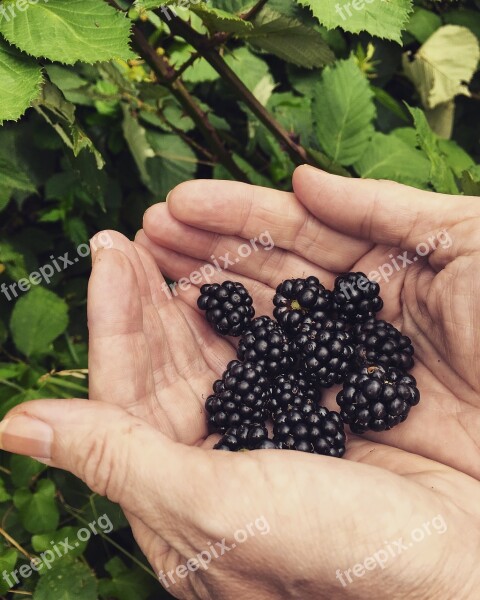 Blackberries Nature Fruit Plant Berries