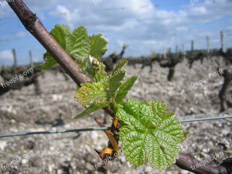 Vines Foliation Bordeaux Leaves Free Photos