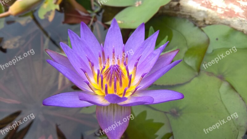 Lily Violet Purple Lilies Ao Free Photos