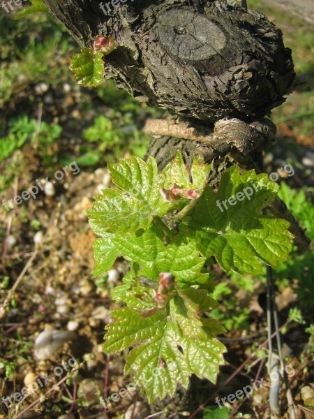 Vines Foliation Bordeaux Free Photos