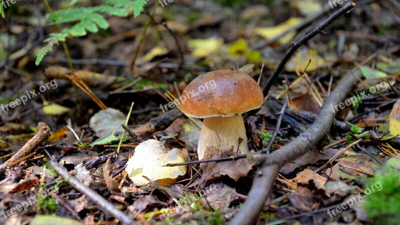 Cep Forest Autumn Nature Forest Mushroom