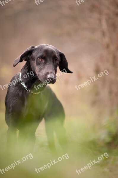 Dog Doggie Animal Black Snout