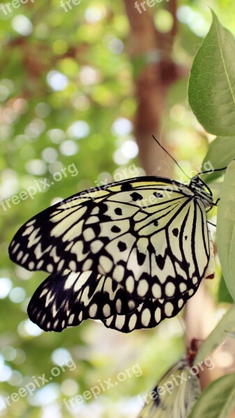 Butterfly Animals Nature Insect Wings