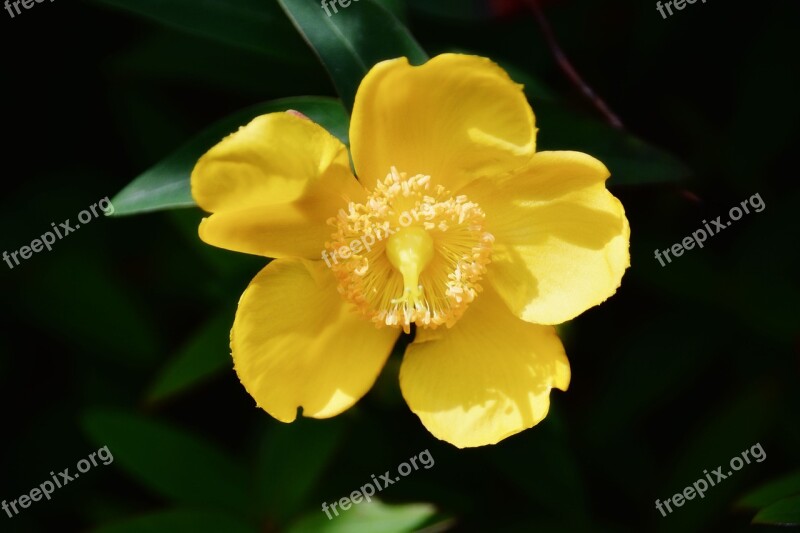 Flower Agrimony Yellow Flower Flora Flowering