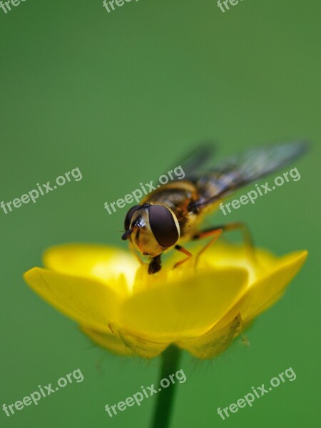 Hoverfly Insect Forage Buttercup Macro