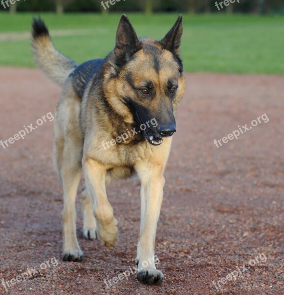 Dog German Shepherd Animal Walk Free Photos