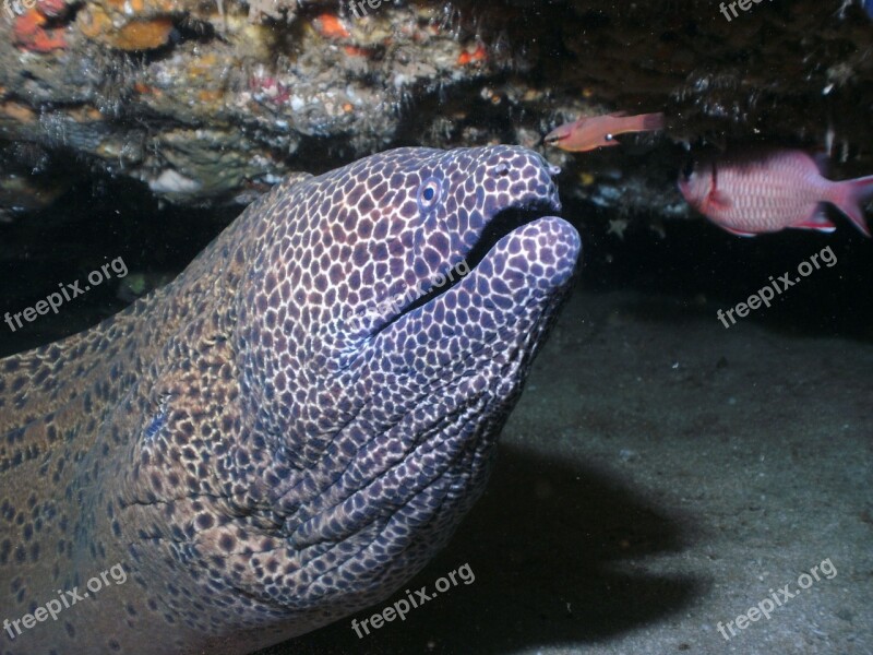 Moray Eel Honeycomb Moray Honeycomb Eels Honeycomb Moray Eel Aliwal Shoal